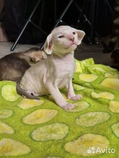 Ориентальные экстримальные