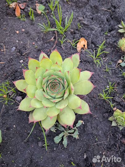 Молодило каменная Роза