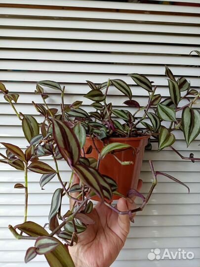 Традесканция зебрина