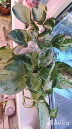 Эпипремнум хэппи лиф, сциндапсус мунлайт