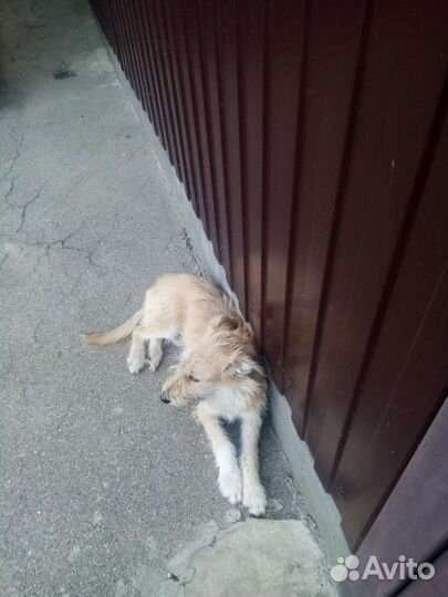 Собаки бесплатно в добрые руки