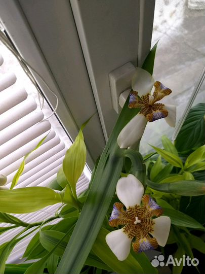 Ирис (неомарика)