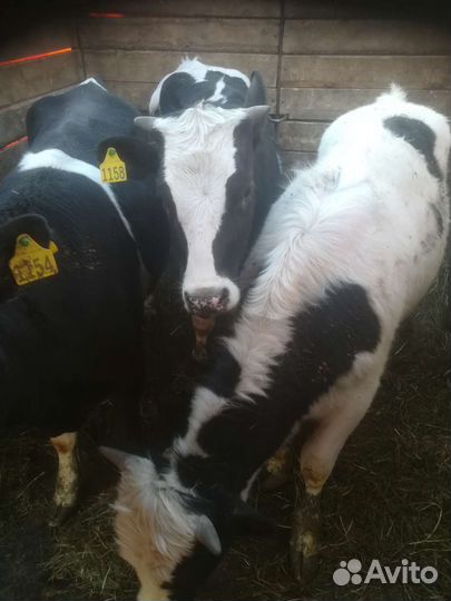 Бык и Телки