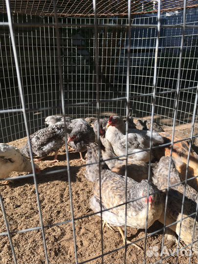 Домашние курочки и петушки (2,5 мес.)