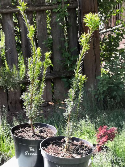 Декоративные кустарники