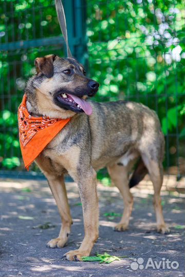 Собака в добрые руки отдам бесплатно