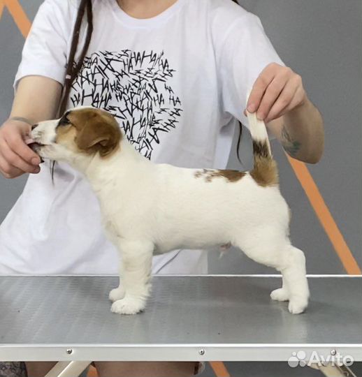 Щенки джек рассел терьер с документами