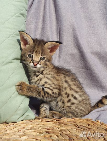 Саванны ф1, мальчики