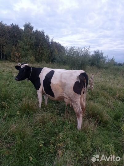 Корова стельная дойная, телка стельная и тёлочка