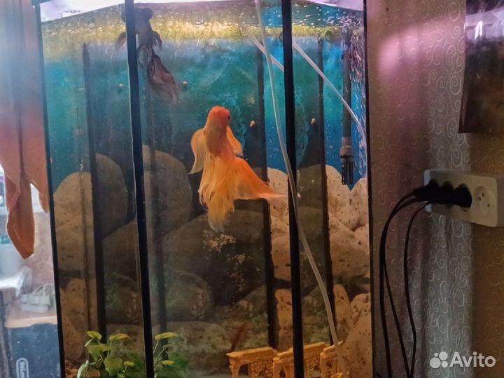 Аквариум