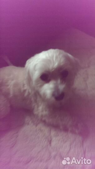 Болонка мальтезе