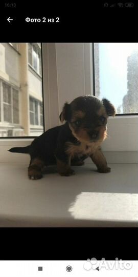 Вязка.Мальчик мини Йорк ищет невесту