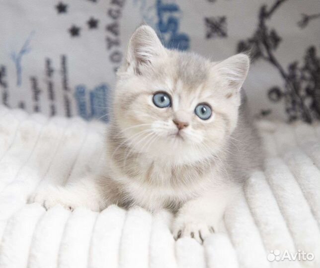 Голубое золото. Кошечка