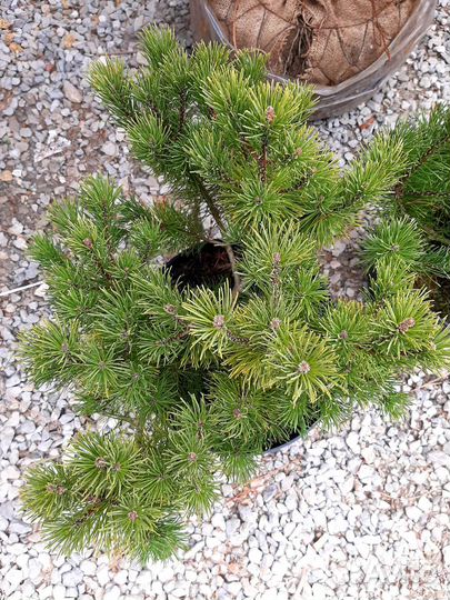 Сосна горная Мугус