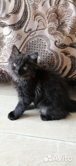 Котята мальчики 2 мес