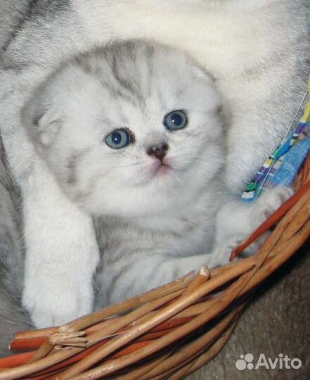 Шотландские котята вислоухие