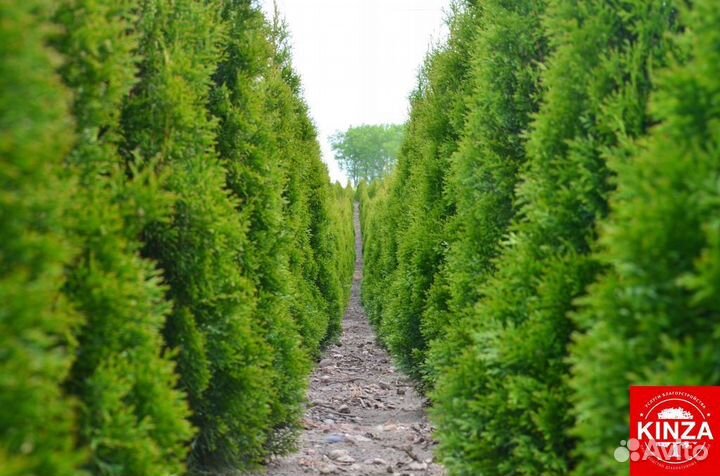 Туя брабант