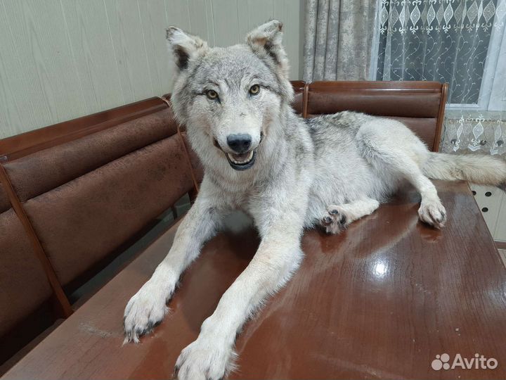 Волк