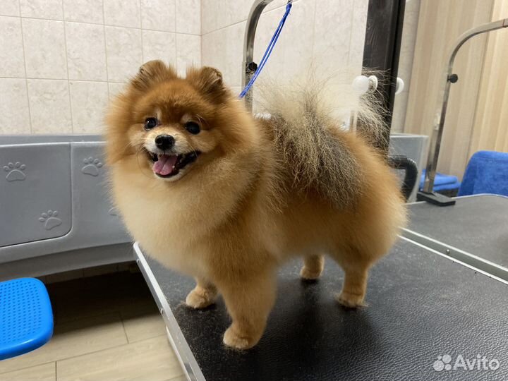 Стрижка собак. Коптево, Аэропорт, Водный стадион