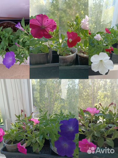 Рассада петунии