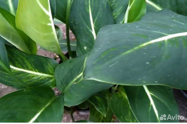 Диффенбахия Green Magic