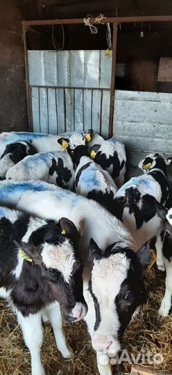 Телята бычки