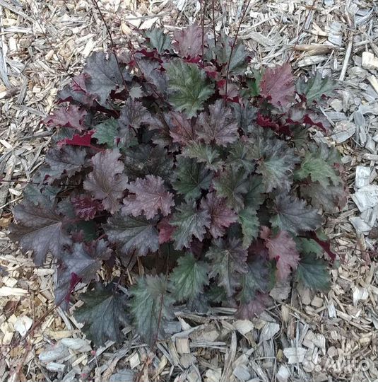 Многолетние растения, гейхера, кореопсис, энотера