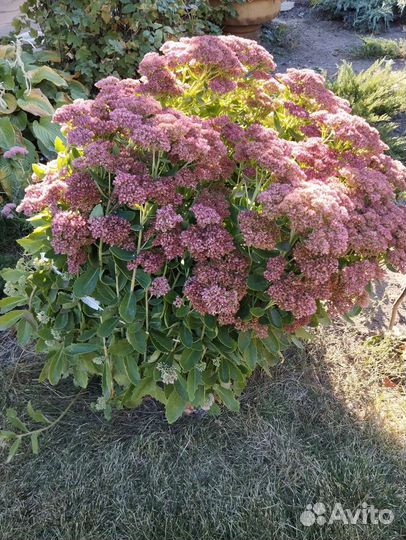 Уличное растение