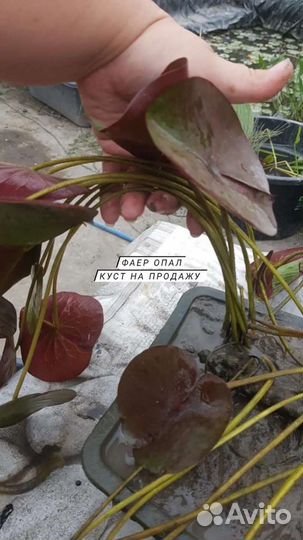 Цветущие нимфеи