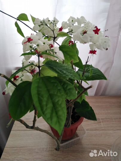 Клеродендрум