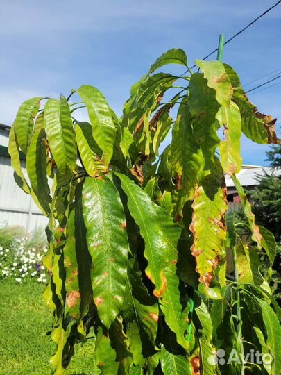 Дерево манго