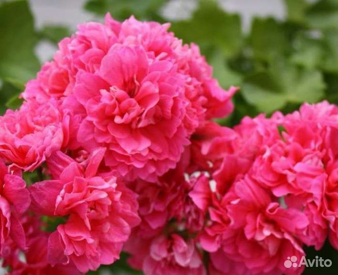 Anna Jeanette Ludwigsburger flair