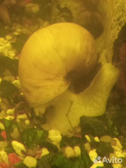 Цихлиды, улитки, аквариумы