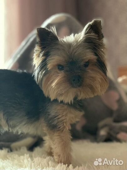 Собаки вязка