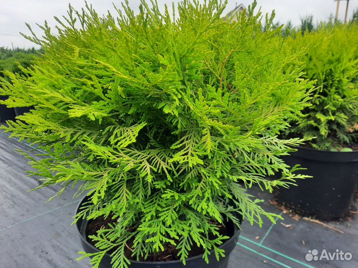 Туя шаровидная. Даника. Вудварди. Хозери. Тини Тим