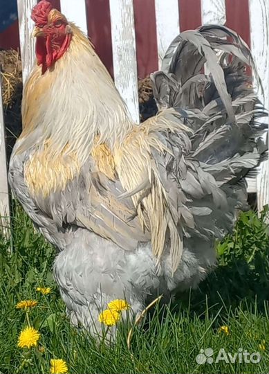 Продам инкубационное яйцо брама