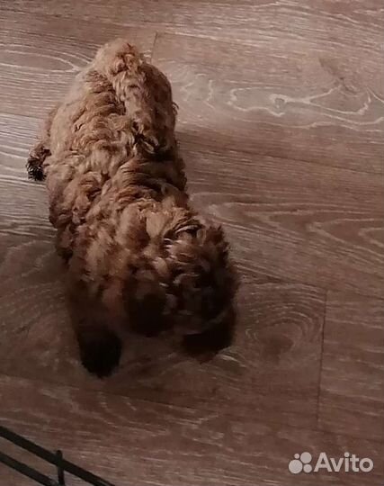 Мини пудельки