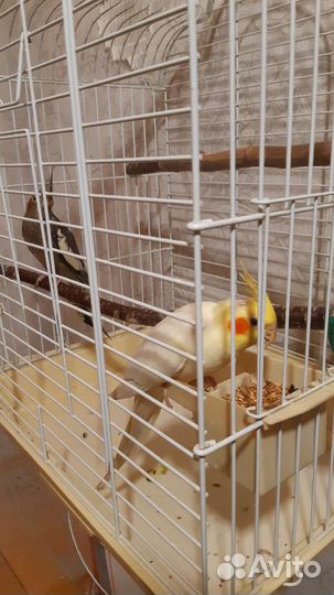 Попугай корелла