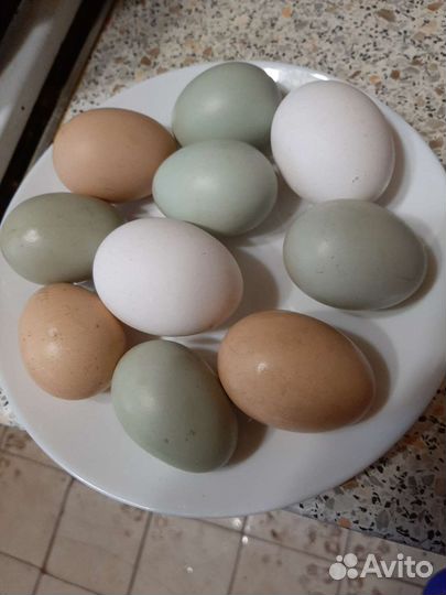 Домашние куриные яйца