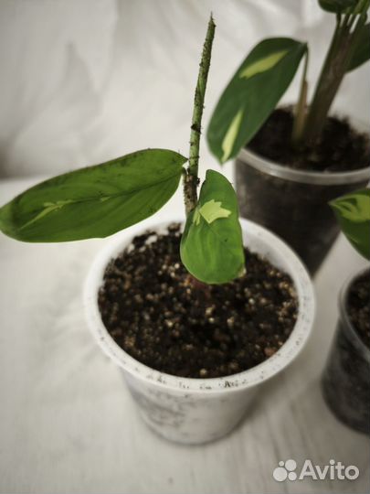 Ктенанта лубберса