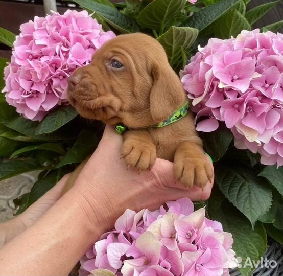 Венгерская выжла