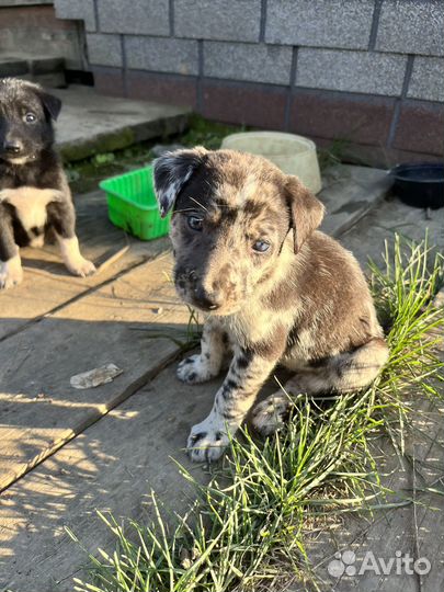 Лайка химера (гетерохром)