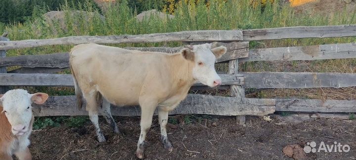 Телка 1.5 года