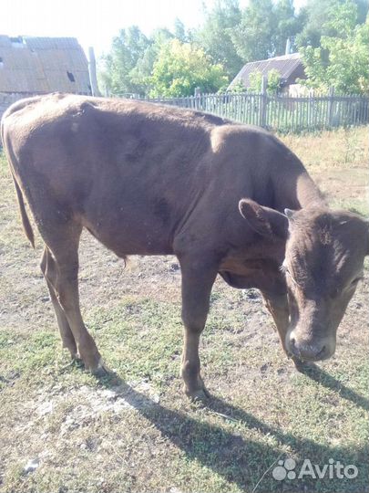 Телята бычки