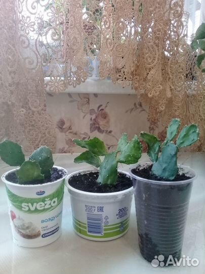 Комнатные цветы/Кактус Опунция