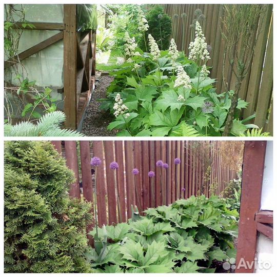 Лихнис 2 вида