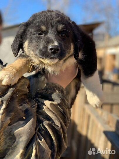 Собака в добрые руки