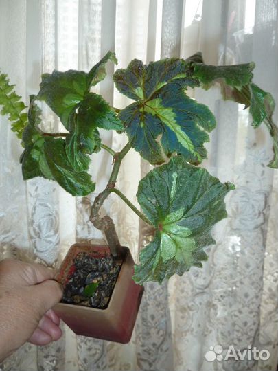 Комнатные растения