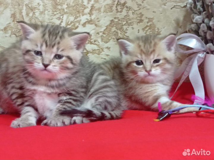 Шотландские котята