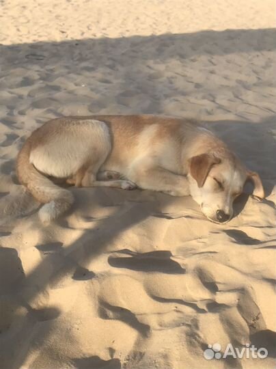 Собака (щенок) в добрые руки